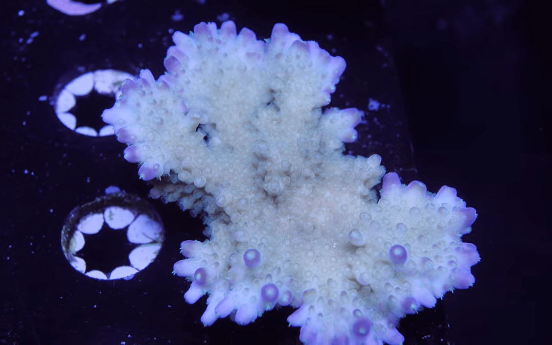 My Nutrients Cratered – Many SPS Lose Color