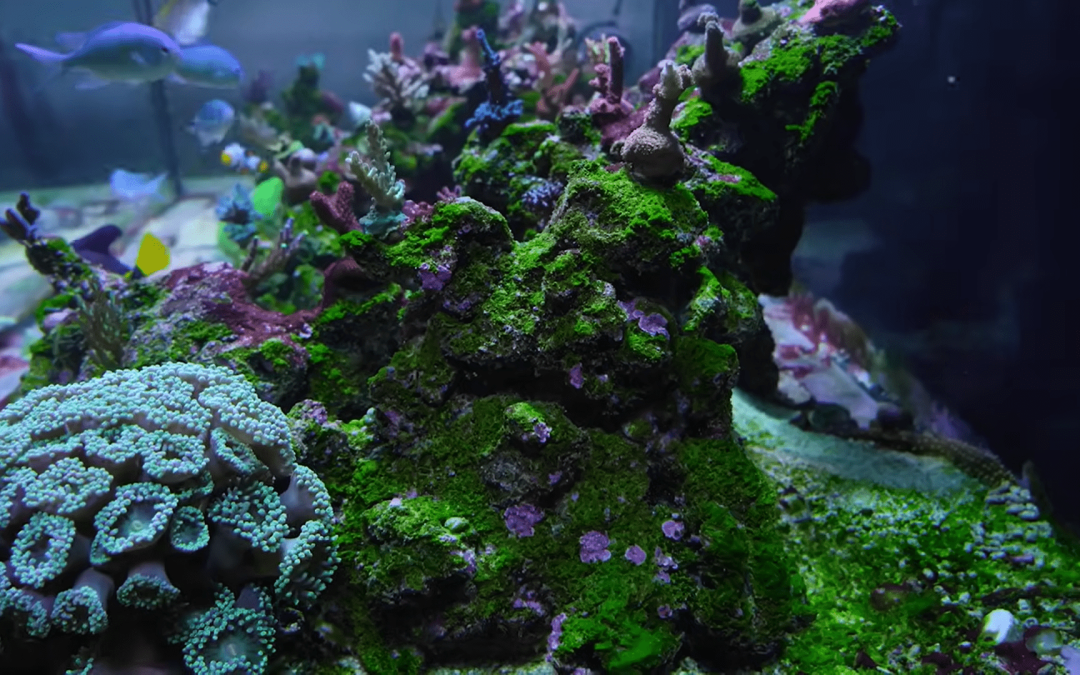 8 Things I will NEVER Use Again For a Reef Tank