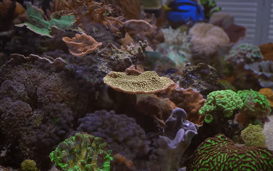 Let’s Go Under The Hood: Digging Into Telegraham’s Fauna Marin ICP Test