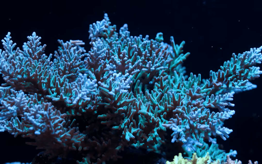 Reef Photography Tips with Becka