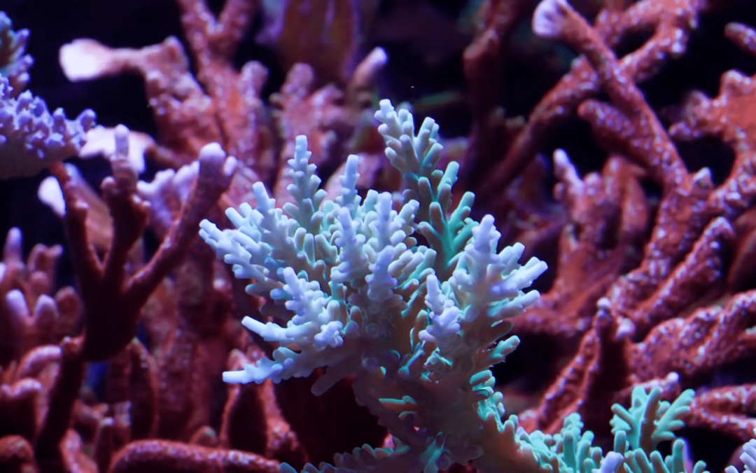 Coral Mucus Makes Bacteria Go Insane!