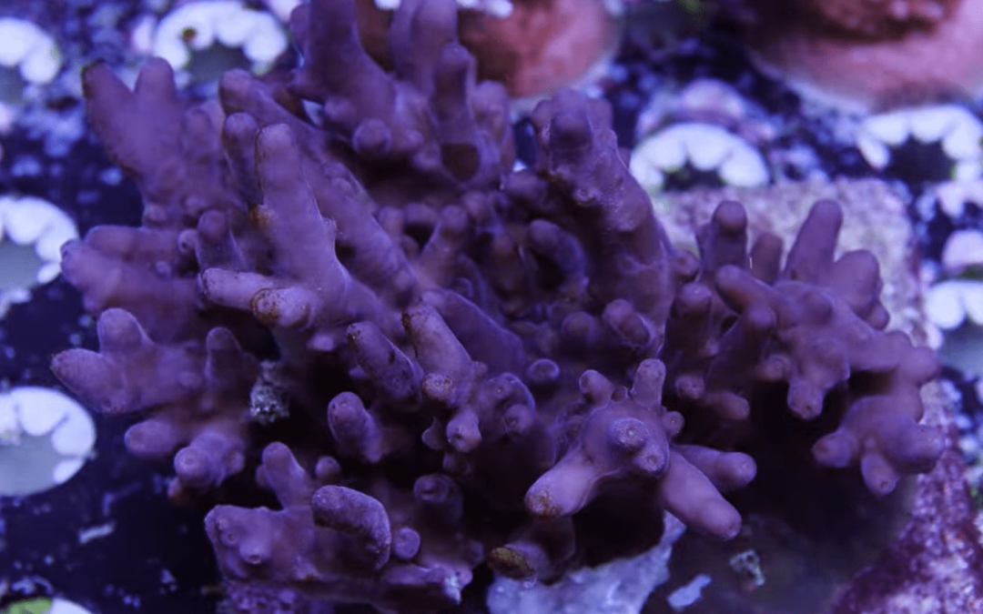 My Tyree Purple Monster Colony is Dead