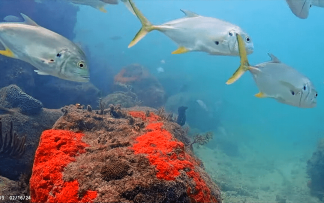‘Automatic Detection of Unidentified Fish Sounds: A Comparison of Traditional Machine Learning with Deep Learning’