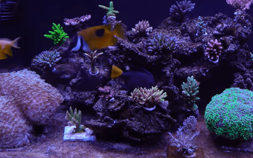 Tank Update! 187g Display