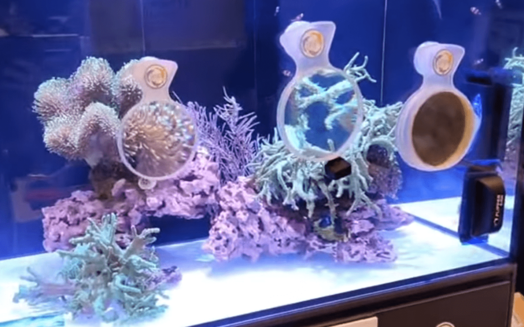 Live from Reef A Palooza California 2024