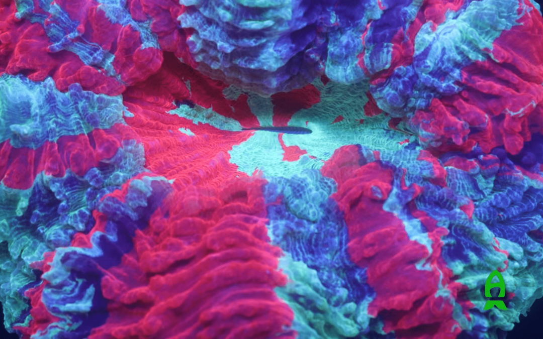 Eye Candies of Reef-A-Palooza California 2024