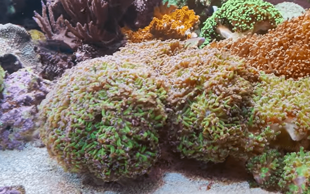 Let’s Dig Into Another ICP Test – Recommendations For Shallow Reefing’s Tank