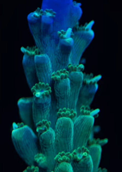Let’s talk about adding SPS corals to your aquarium