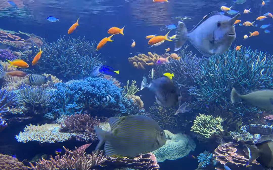 A flooded LFS & a visit to the Long Island Aquarium