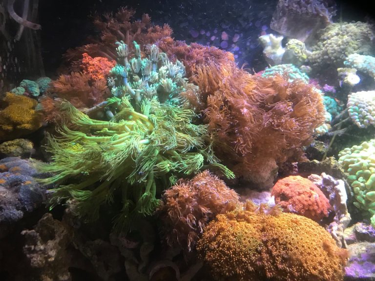 goniopora, coral, saltwater, aquarium