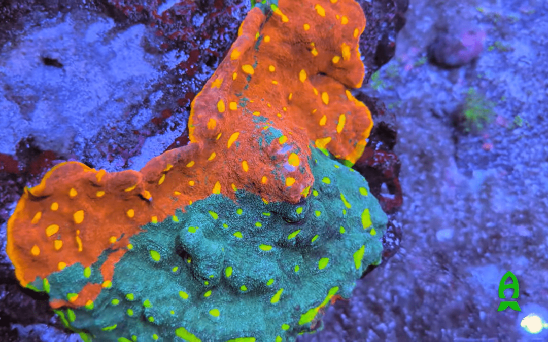 LFS Highlight – Hydros Aquatics Miami.