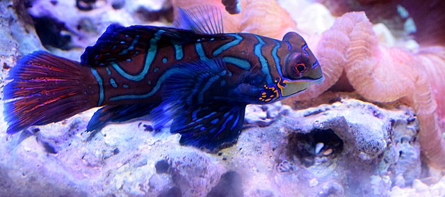 mandarin-fish-saltwater-aquarium