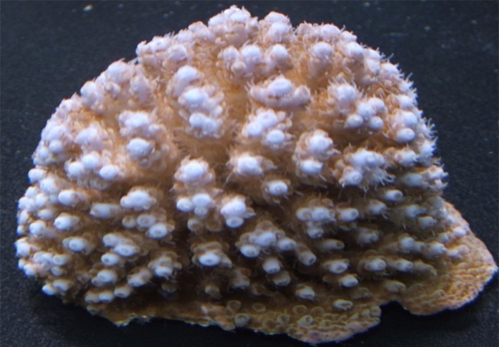 acropora-coral-saltwater-aquarium