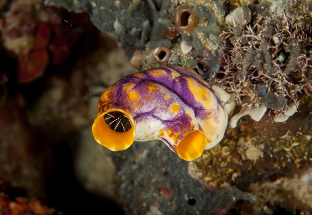 tunicate-invertebrate-saltwater-aquarium