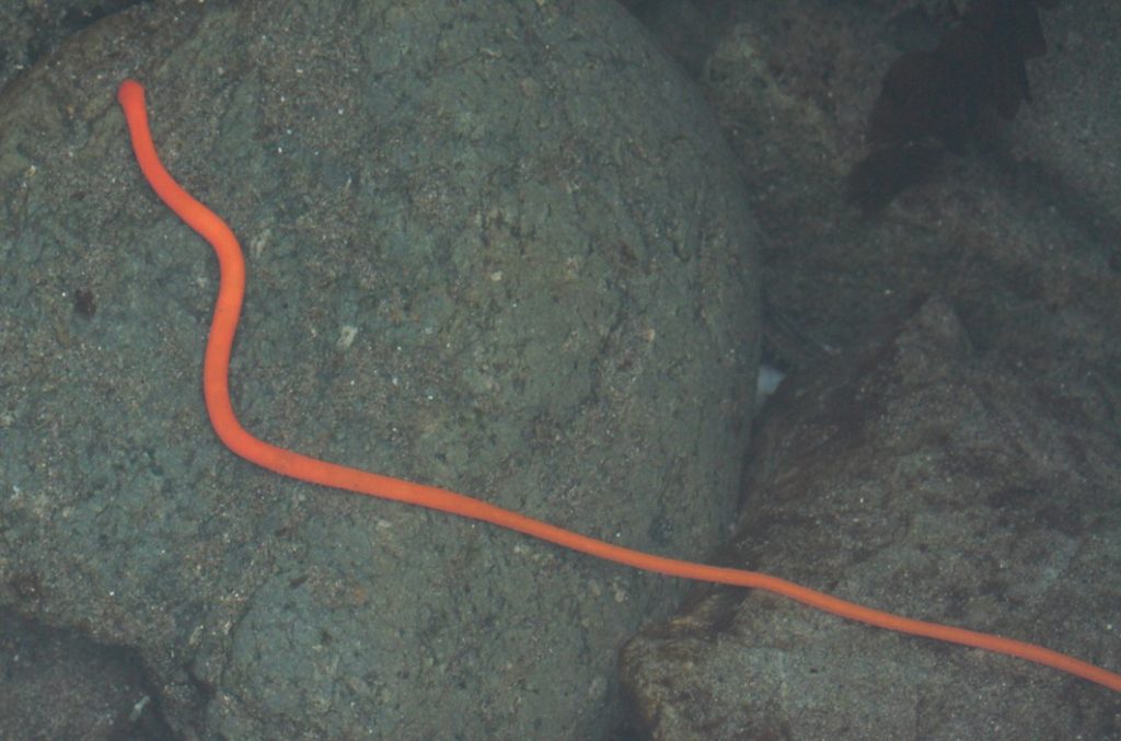 ribbon-worm-invertebrate-saltwater-aquarium