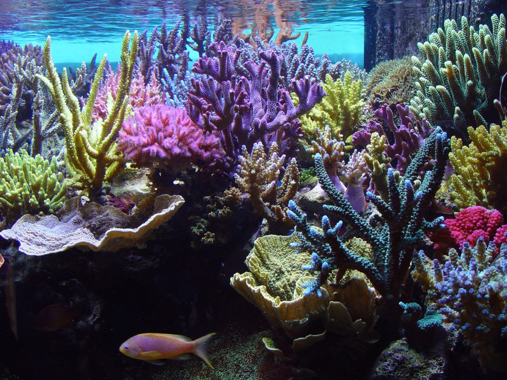 coral-tank-sps-saltwater-aquarium