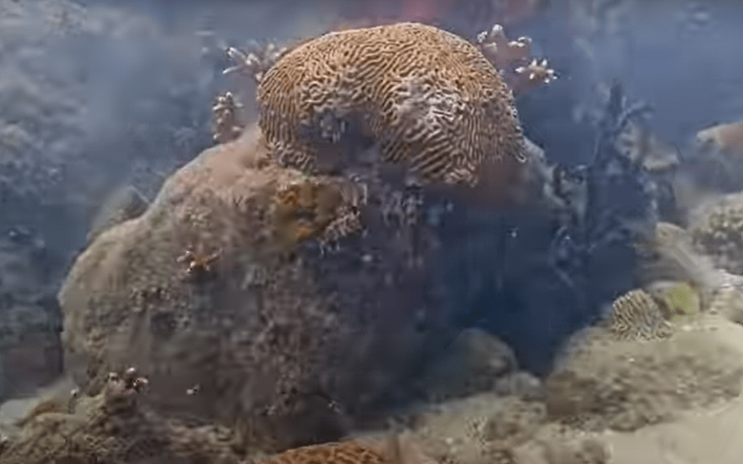Coral City Camera – World Record Underwater Coral Growth Timelapse *619 Days* (5.1.23-1.9.25)