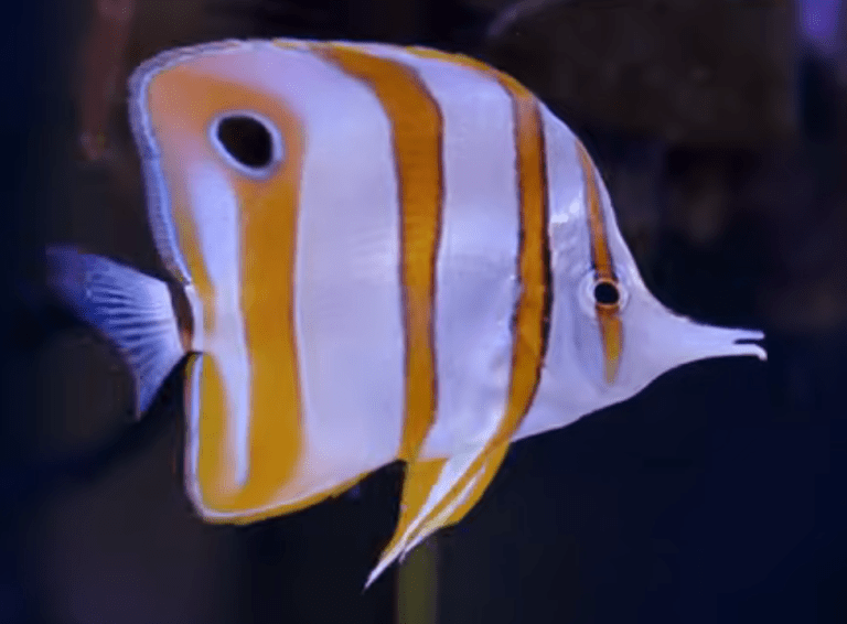 fish-butterflyfish-breeding-saltwater-aquarium