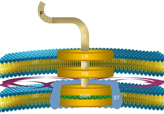 flagellum-bacteria-saltwater-aquarium