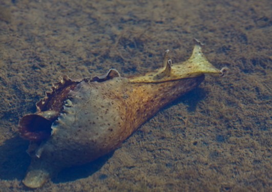 invertebrate-sea hare-saltwater-aquarium