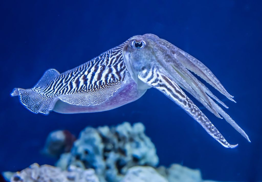 cuttlefish-invertebrate-mollusk-saltwater-aquarium