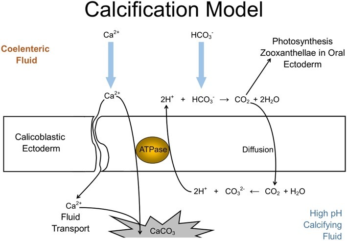 calcification-saltwater-aquarium