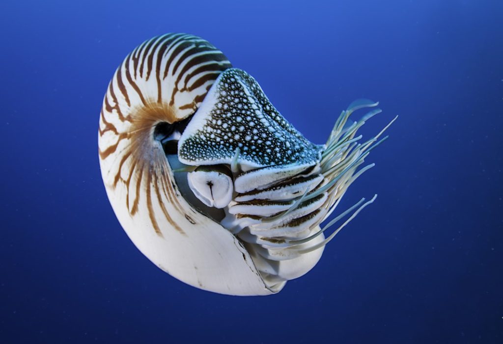 nautilus-invertebrate-mollusk-saltwater-aquarium