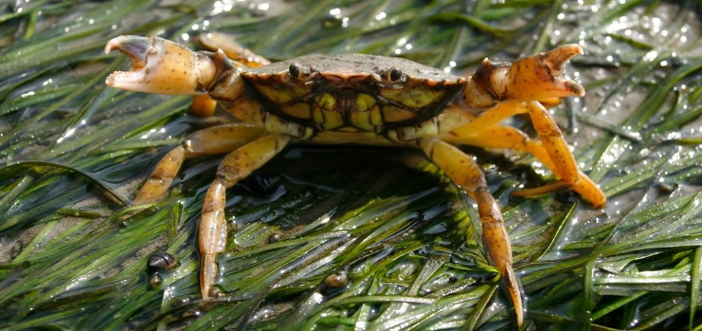 crab-invertebrate-shore crab-saltwater-aquarium