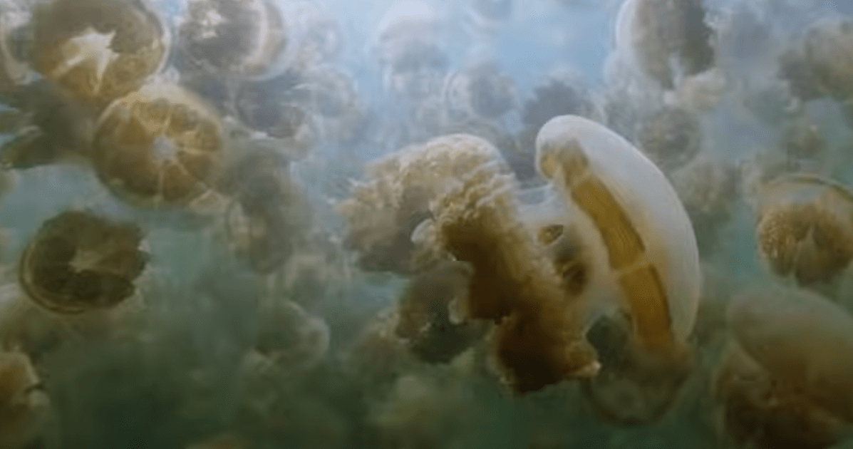 jellyfish-invertebrate-saltwater-aquarium