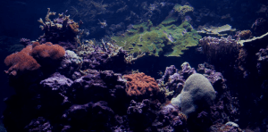 coral-aquaculture-reef-saltwater-aquarium