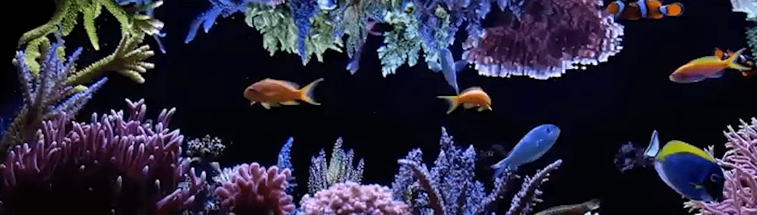 This Part of The Reef Keeping Ecosystem is so Important