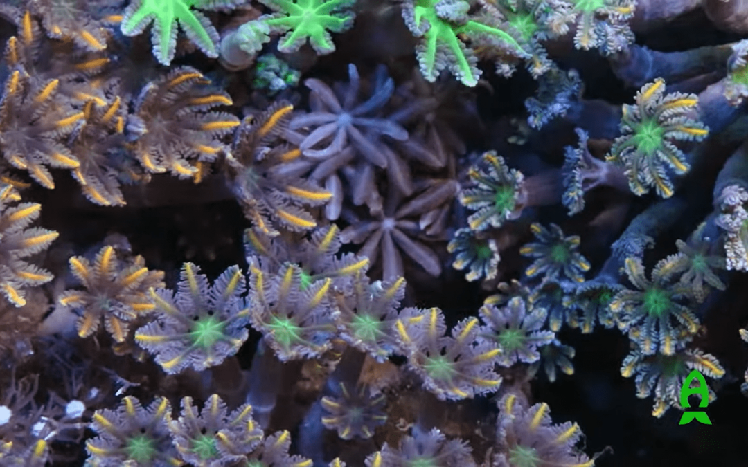 First ACI Aquaculture Collab of the year! What have they been up to?