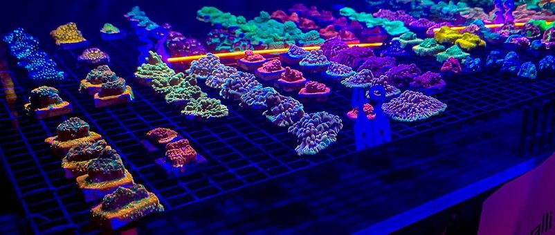 events-corals-frags-saltwater-aquarium