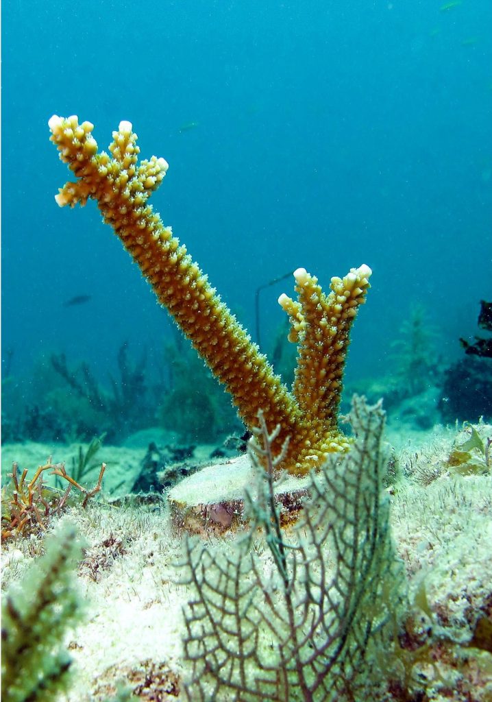 coral-frag-acropora-saltwater-aquarium