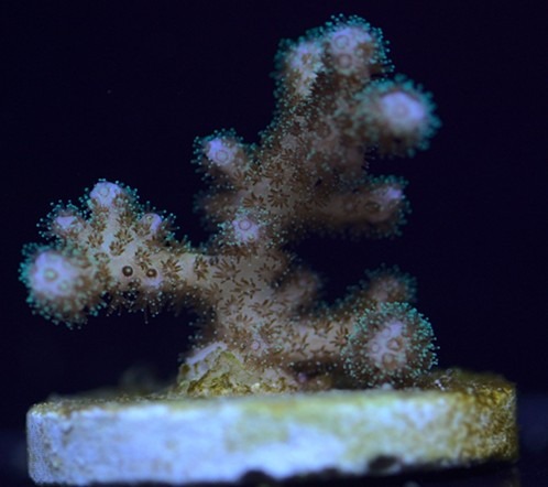 frag-coral-saltwater-aquarium