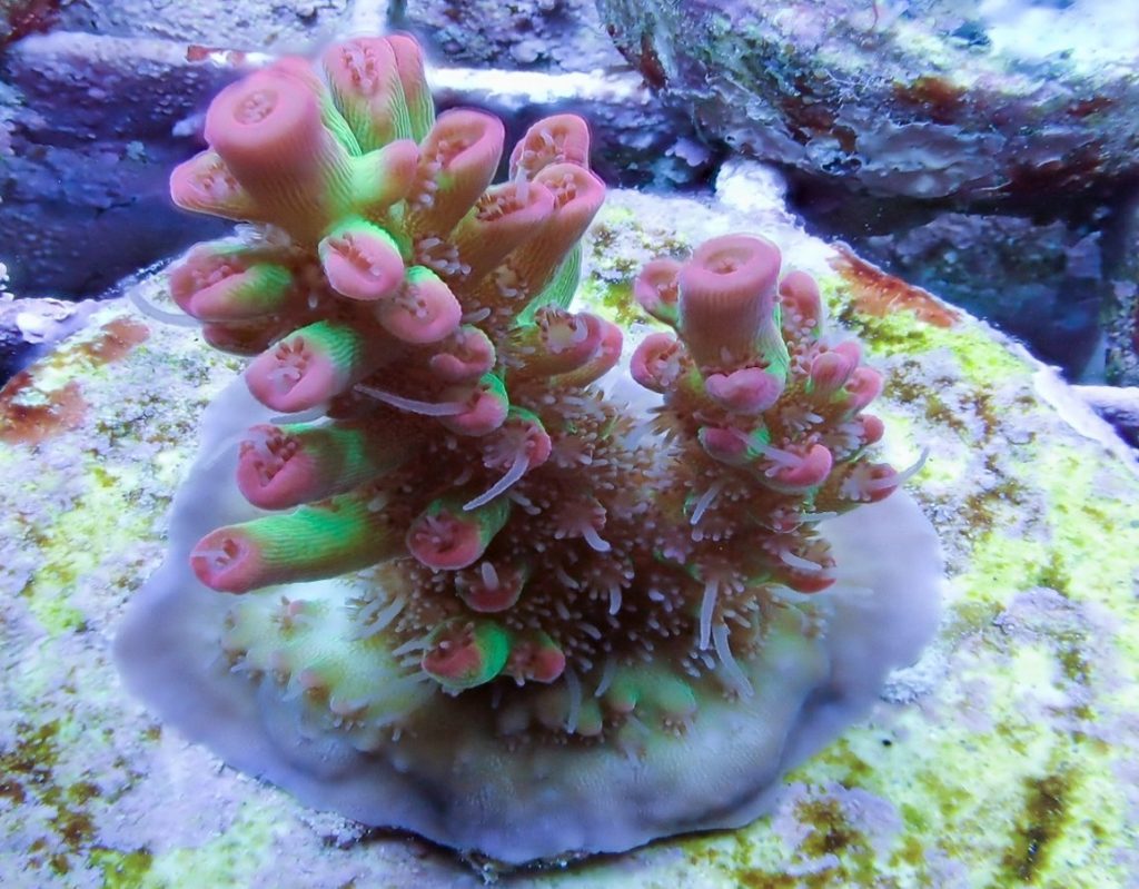 coral-frag-saltwater-aquarium