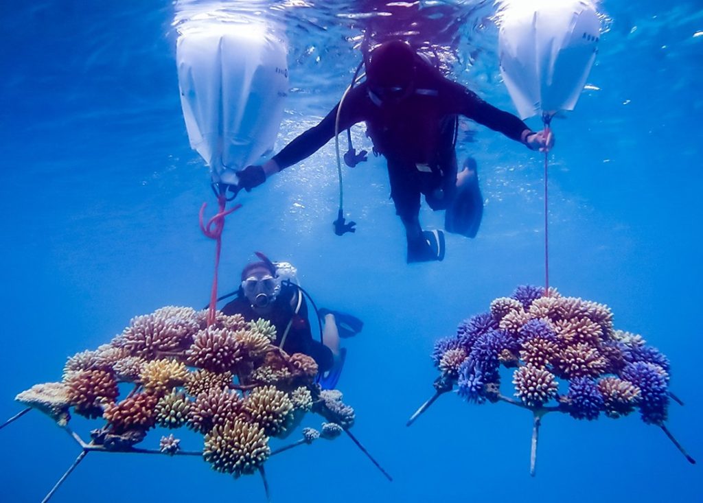 coral-propagation-saltwater-aquarium