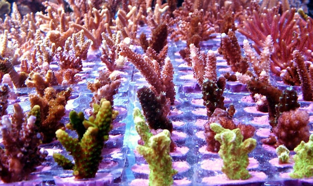 coral-frag-propagation-saltwater-aquarium