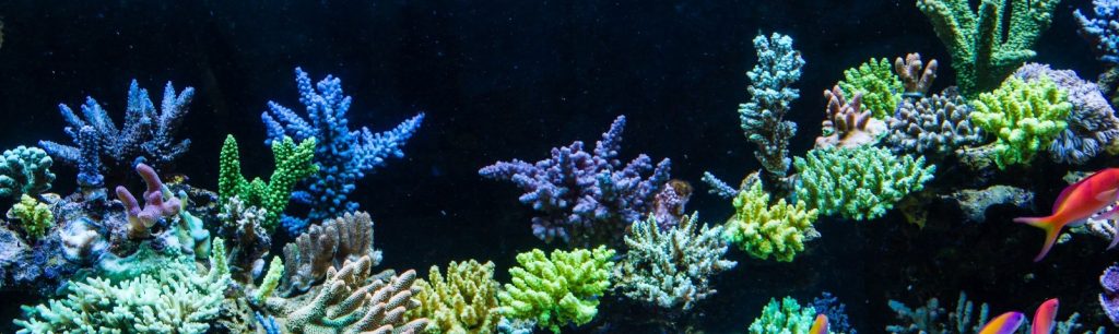 coral-aquaculture-saltwater-aquarium