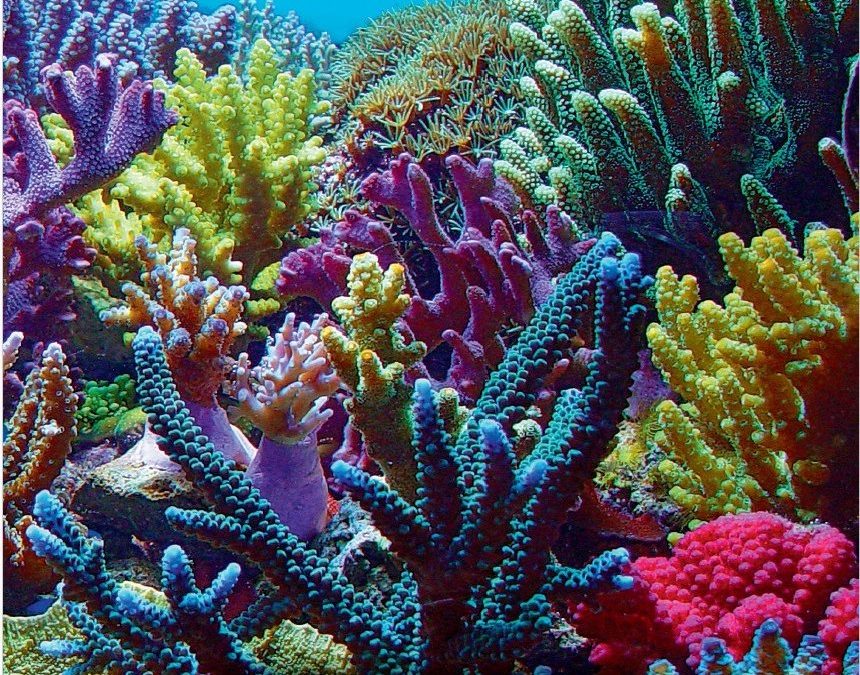 Book Review: The Complete Reef Aquarist for hobbyists, the trade and academics by Chris Aslett
