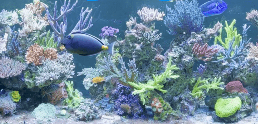 The end of a reef, with Duane Ostreich