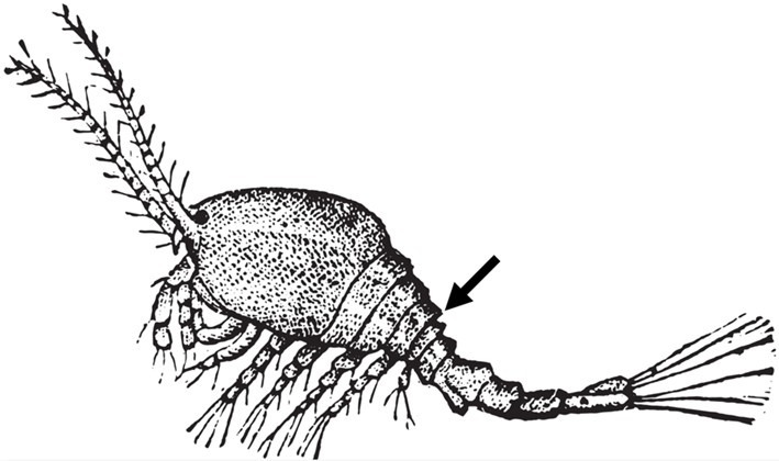 parasite-saltwater-aquarium