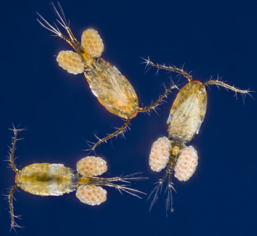 copepod-saltwater-aquarium