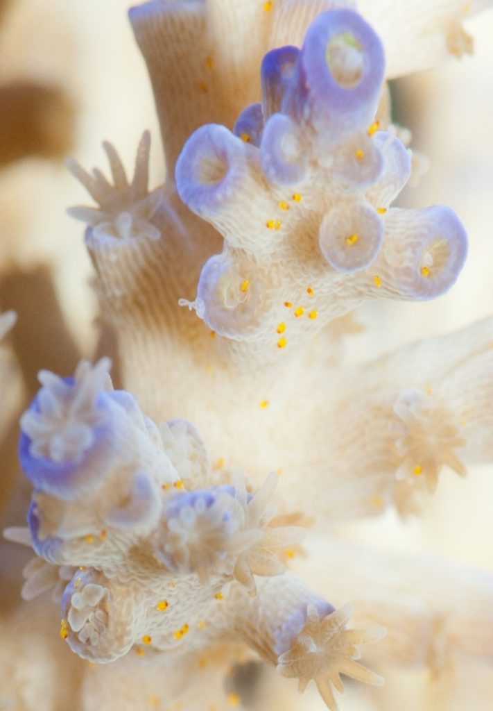 red-bugs-acropora-parasite-saltwater-aquarium