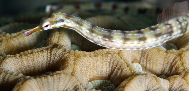 pipefish-saltwater-aquarium