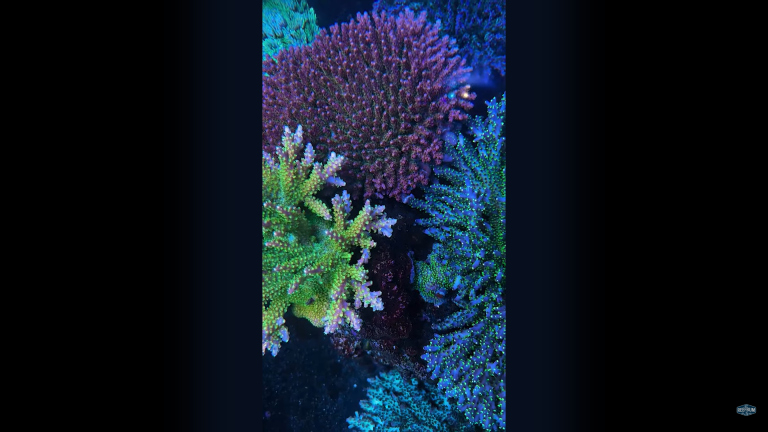 coral-reef-tank-saltwater-aquarium