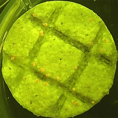 SNAP-X Gel Increases Coral Larvae Settlement by up to 20 Times
