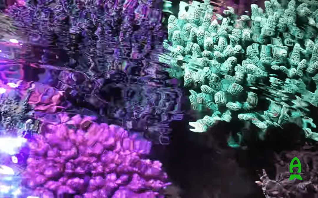 Reef Flow Revolution – Ocean Sea Wave’s Oscillating Wave Maker