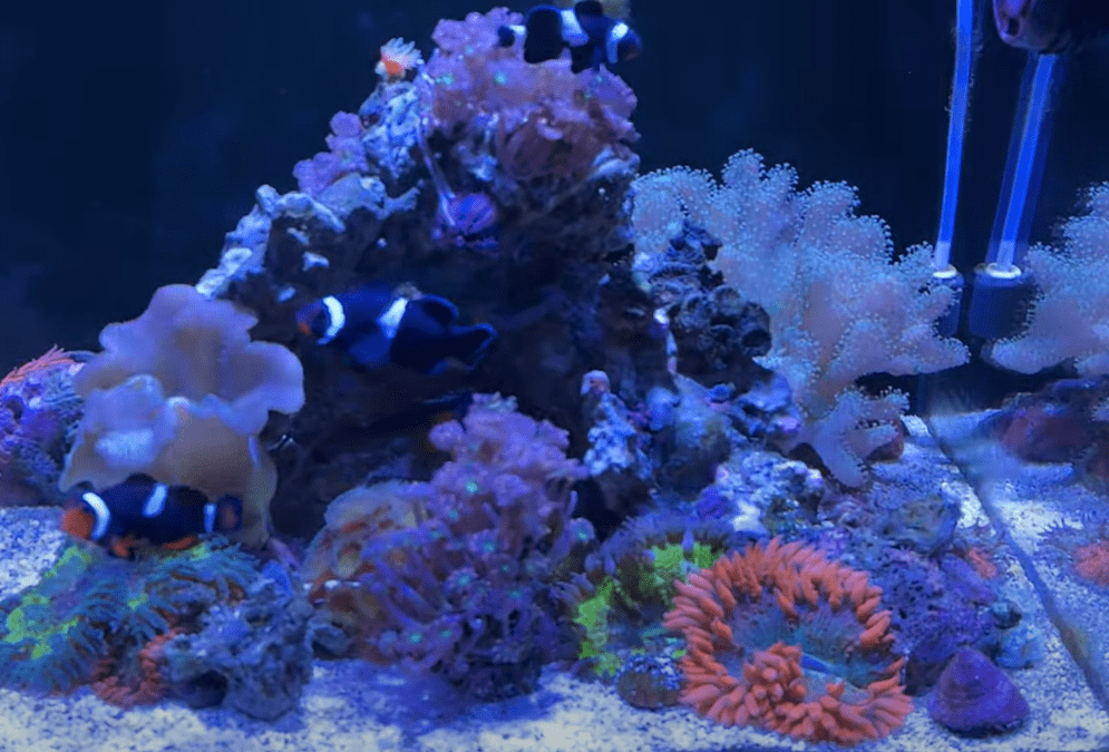 Club Meetup at Melev’s Reef