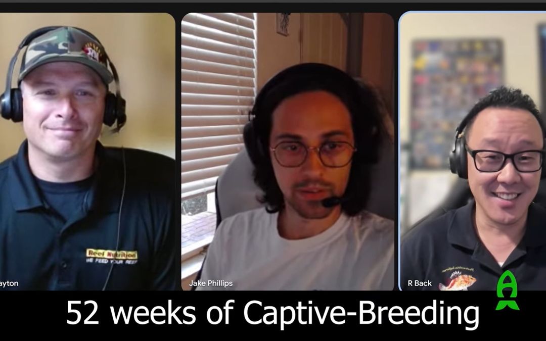 52 weeks of Captive-Breeding with Biota Aquariums – 4th week